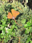 Preview: Edelrost Topfstecker Ginkgo