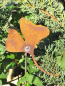 Preview: Edelrost Ginkgo am Stab mini