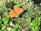 Preview: Edelrost Ginkgo am Stab mini