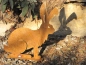Preview: Edelrost Hase sitzend 24 cm