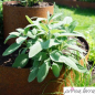 Preview: Edelrost Pflanzpyramide Prima Terra, rund, 80 cm