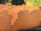 Preview: Edelrost Schale Riss flach auf Platte