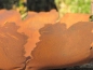 Preview: Edelrost Schale Riss flach auf Platte