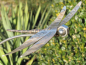 Preview: Edelstahl Gartenstecker Libelle 150 cm