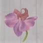 Preview: Serviette Orchidee