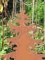 Preview: Tannenbaum auf Platte aus Edelrost, 30 cm