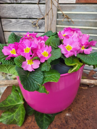 3er-Set Metall Übertopf Evania, pink