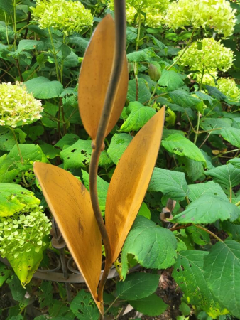 Edelrost Blume Nesra, Zwiebelblüte, Verde