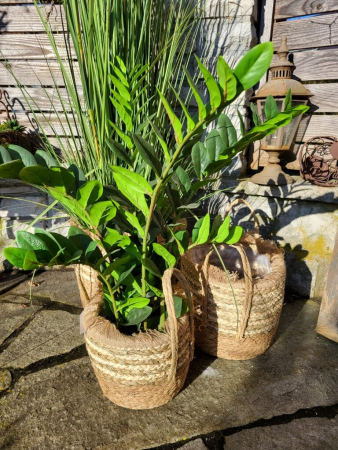 Preview: Boho Rohrkolbenkorb Melania mit Fransen, zum Bepflanzen