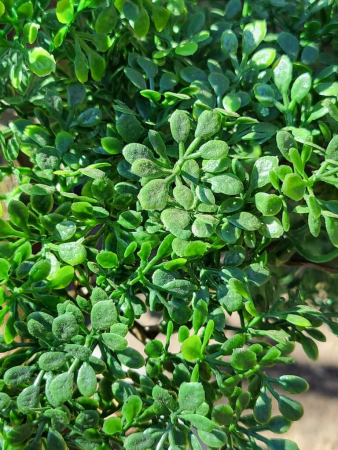 Bonsai Laubbaum im Topf (künstlich)