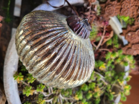 Preview: Christbaumkugel Athrios Rillen, groß, braun-altgold, glänzend