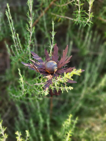 Edelrost Distel am Stab