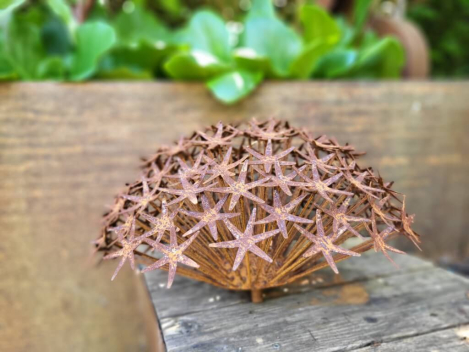 Preview: Edelrost Blume Allium, filigran