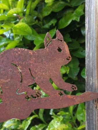 Edelrost Eichhörnchen "Walnut", laufend