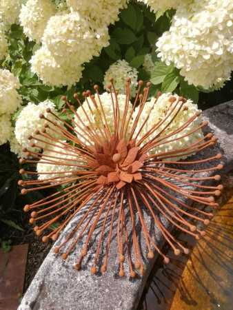 Edelrost Blume Allium, verblüht
