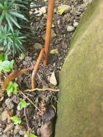 Preview: Edelrost Blume Babett