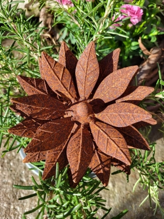 Edelrost Blume Claire, klein
