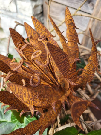 Preview: Edelrost Blume Papagena, gezackt