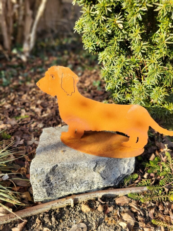 Edelrost Rauhhaardackel, klein