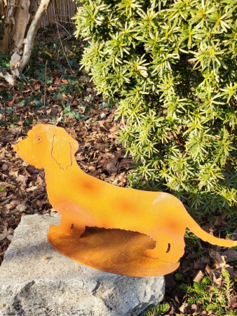 Edelrost Rauhhaardackel, klein