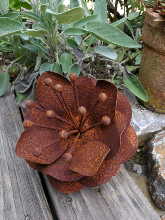 Preview: Edelrost Dotterblume