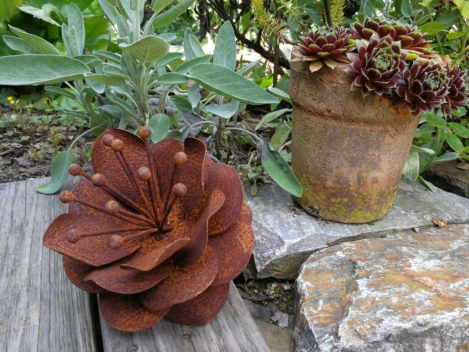 Preview: Edelrost Dotterblume