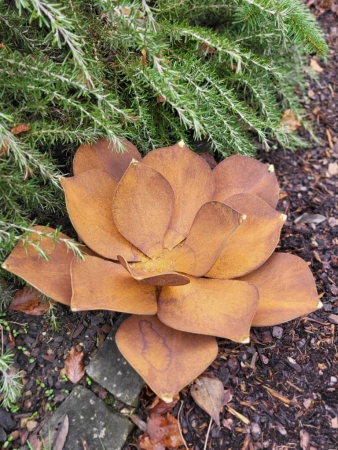 Edelrost Echeveria mit Goldspitzen