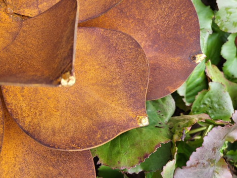 Preview: Edelrost Echeveria mit Goldspitzen