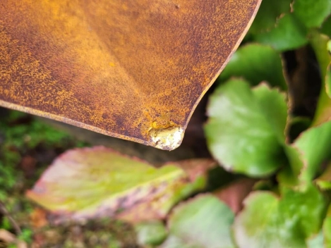 Edelrost Echeveria mit Goldspitzen