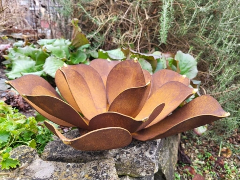 Edelrost Echeveria mit Goldspitzen