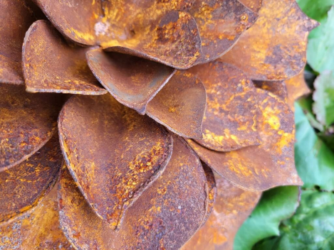 Preview: Edelrost Echeveria, flach