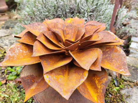 Edelrost Echeveria, flach