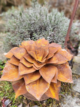 Preview: Edelrost Echeveria, flach