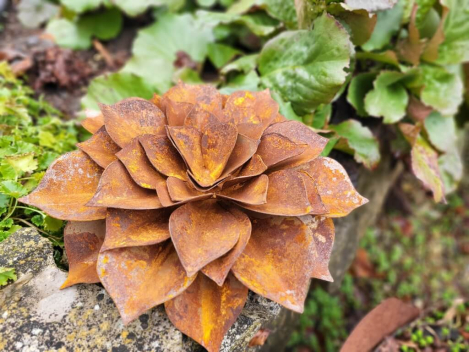 Preview: Edelrost Echeveria, flach