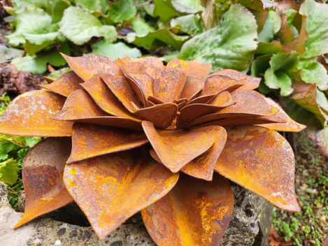 Preview: Edelrost Echeveria, flach