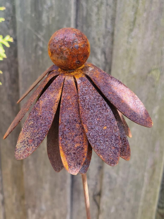 Edelrost Echinacea (Sonnenhut), am Wackelstab