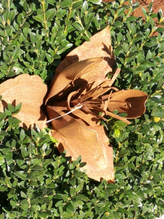 Edelrost Bougainvillea