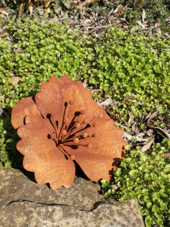 Edelrost Kornblume