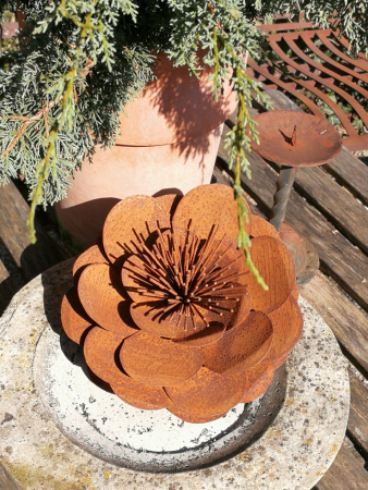 Edelrost Pfingstrose