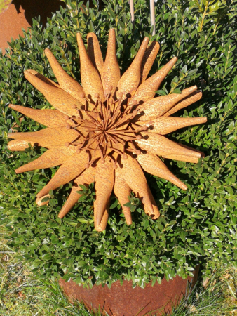 Edelrost Blume Protea Rosette