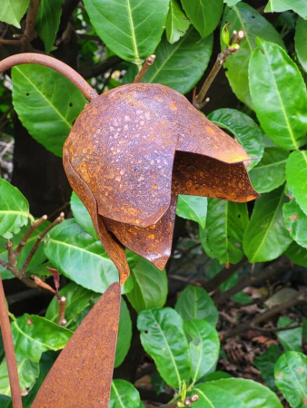 Preview: Edelrost Glockenblume auf Platte