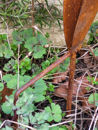 Preview: Edelrost Glockenblume zum Stecken