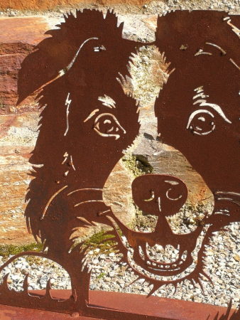 Edelrost Border Collie