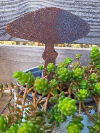 Preview: Edelrost Knollenblätterpilz zum Stecken