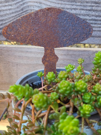 Preview: Edelrost Knollenblätterpilz zum Stecken