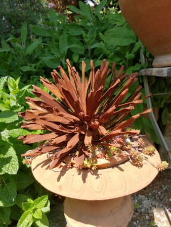 Edelrost Kugeldistel