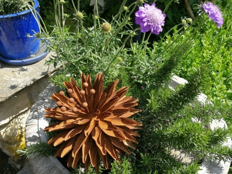 Edelrost Kugeldistel Eva