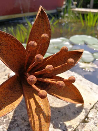 Edelrost Blume Madonnenlilie
