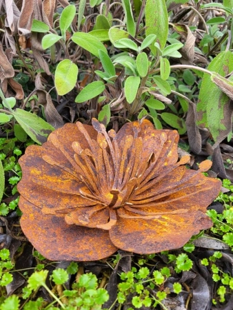 Edelrost Mohnblüte