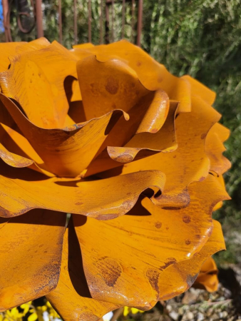 Preview: Edelrost Rose Bonica auf Platte